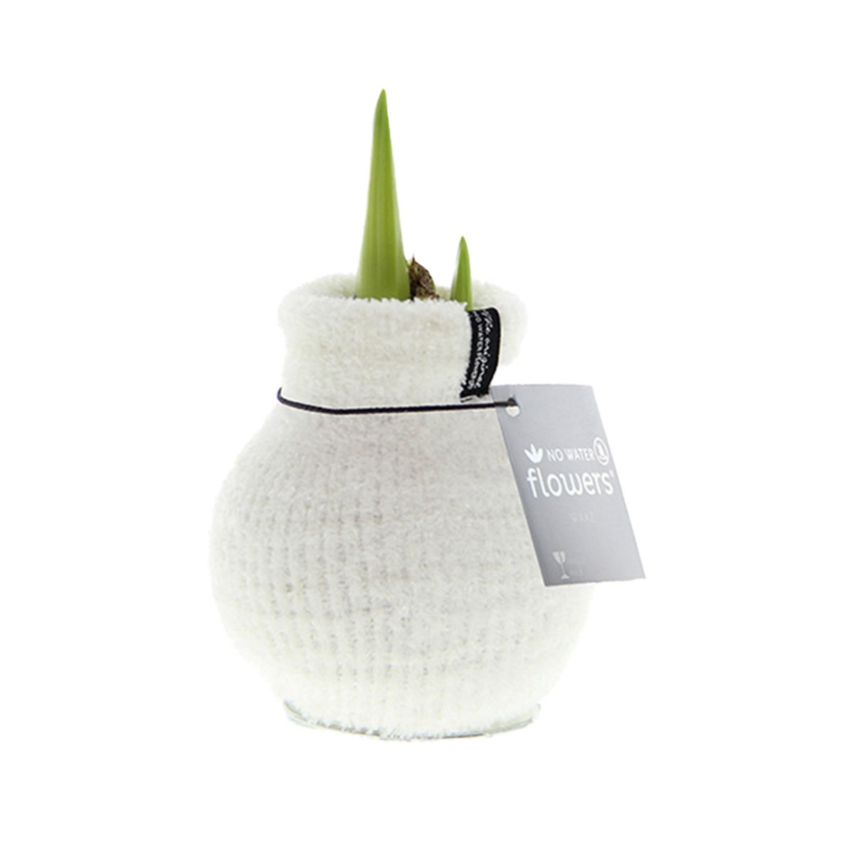 Bloomique – Amaryllisbol in was – gezellig wit – bloembol – niet voor water – kerstdecoratie – 15–25 cm hoog bij levering – groeit tot 40–60 cm hoog – 10 cm diameter