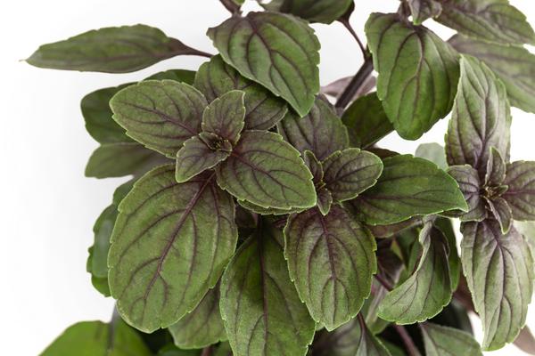 Dehner Gourmet Garten Strauchbasilikum 'Magic