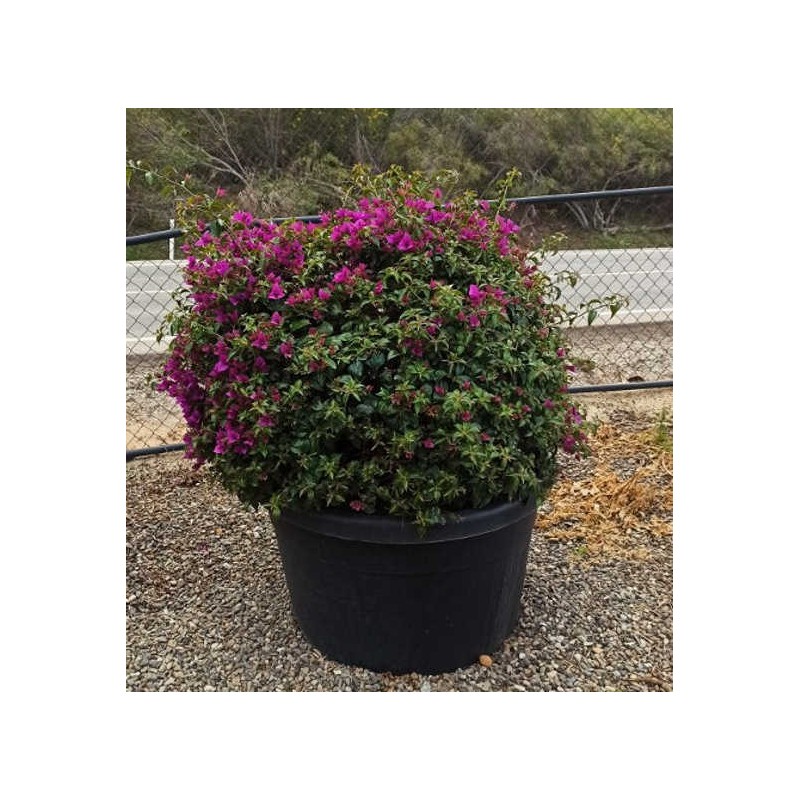 Bougainvillea glabra 'sanderiana' (bougainvillier) rose - taille pot de 180l forme boule 100/125cm