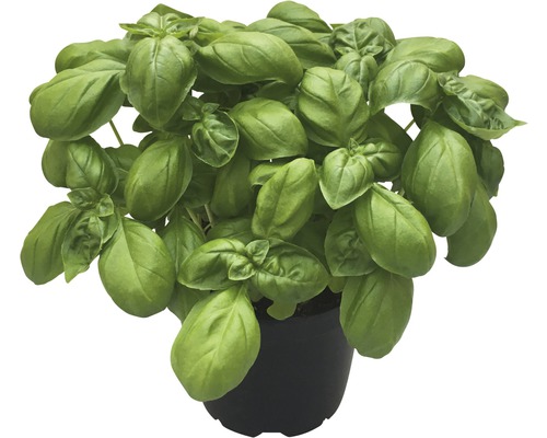 Biologische basilicum FloraSelf Biologische Ocimum basilicum Ø 12 cm pot