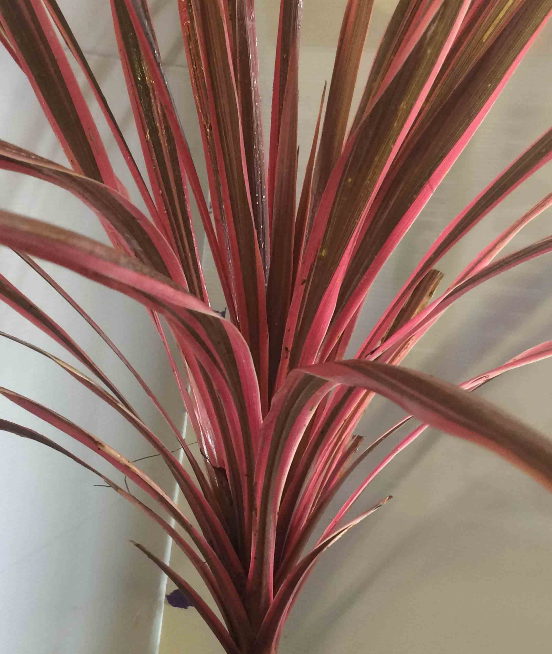 Cordyline australis southern splendor blanc - taille pot de 7 litres ? 60/80 cm