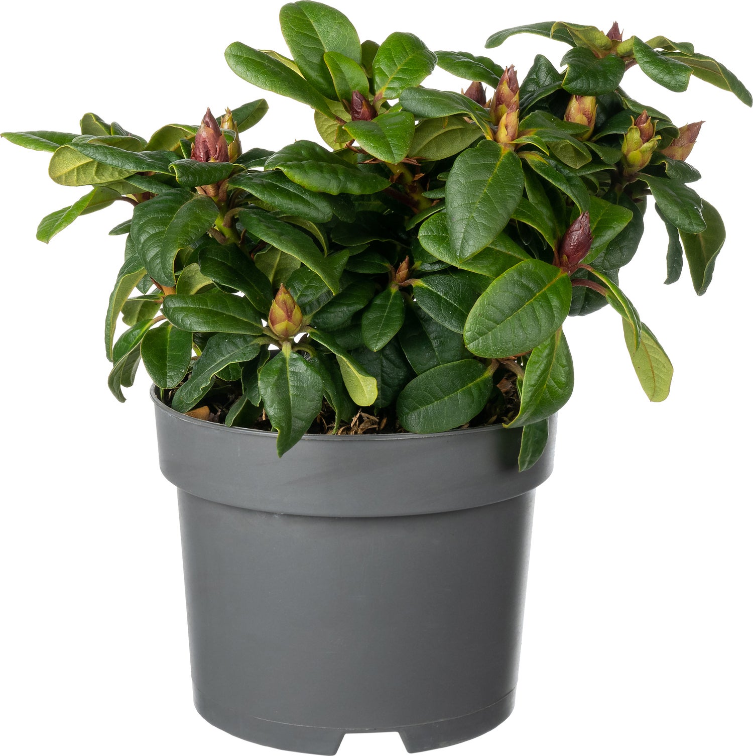 Rhododendron (Rhododendron forrestii hybride 'Scarlet Wonder') D 17 H 20 cm