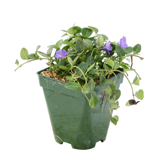 Pervenche petite : godet vert