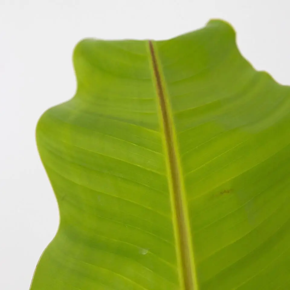 Bananenplant - Musa basjoo - Hoogte 55-70cm - ⌀21cm