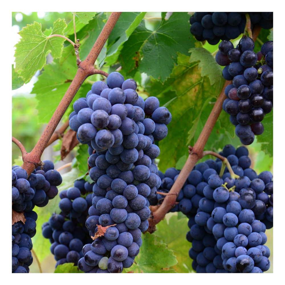 Vigne fraise isabella/vitis labrusca x vinifera isabella[-]pot de 3l - 60/120 cm