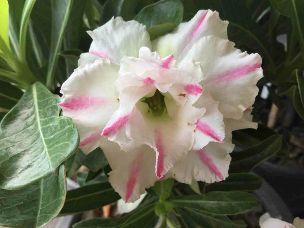 Adenium obesum cv. White rabbit blanc et rose - taille caudex d'environ 150g