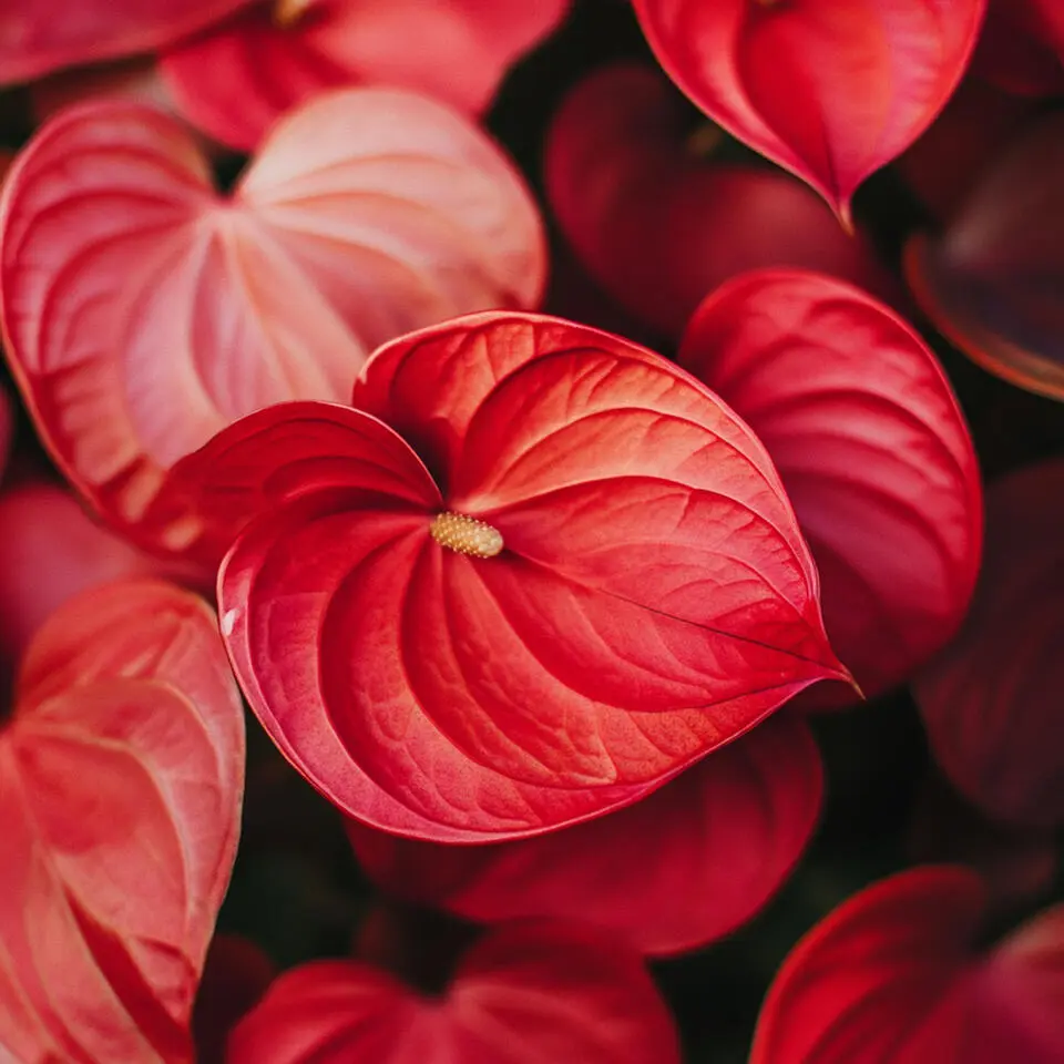Flamingoplant - Anthurium 'Madural Red' - Hoogte 40-45cm - ø14cm