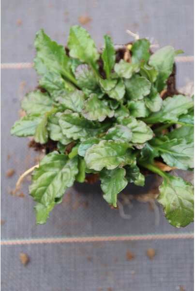 Kruipend Zenegroen (Ajuga reptans) D 9 H 10 cm