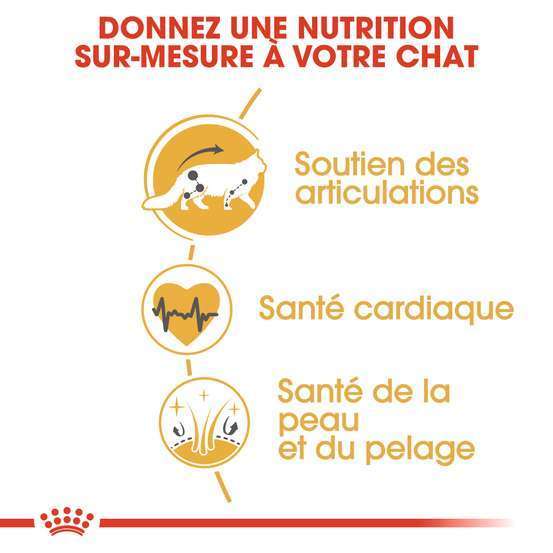 Croquettes chat Maine Coon Adulte à partir de 15 mois 4kg