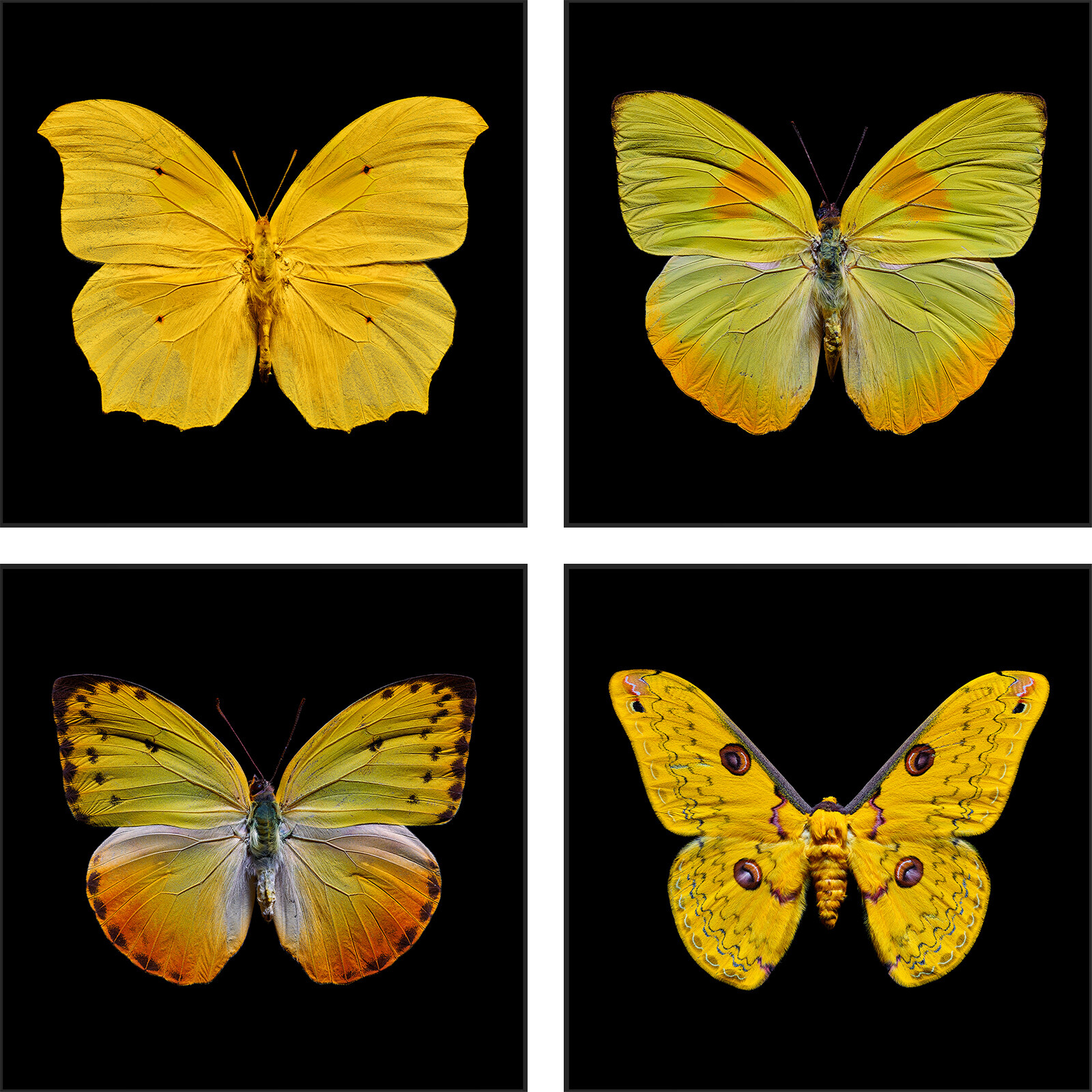 Butterfly Grid yellow by Heiko Hellwig - Limited Edition. Edition of: 100. Signed.