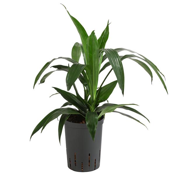 Drachenbaum - Dracaena 'Janet Lind',