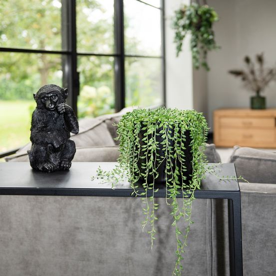 Senecio Herreianus suspension - pot D17cm