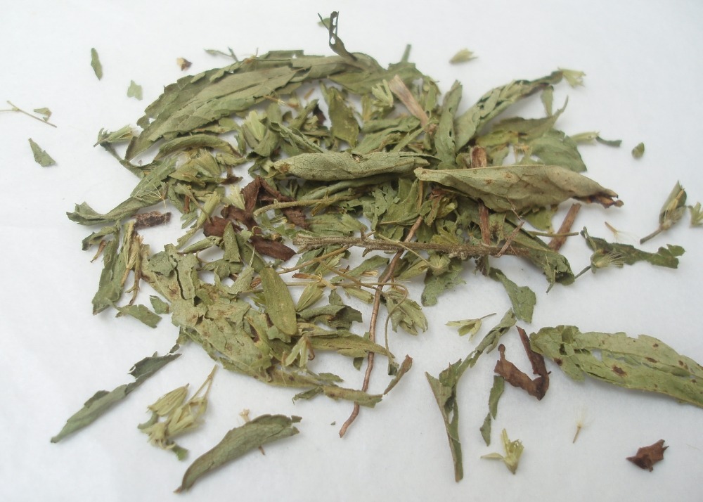 Chanvre d'eau - 100 graines - avec substrat - stevia rebaudiana