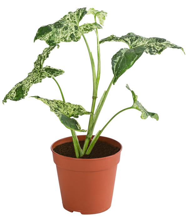 Purpurtute - Syngonium Podophyllum 'Mottled'