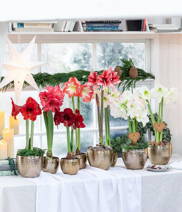 Gefüllte Amaryllis - Hippeastrum,