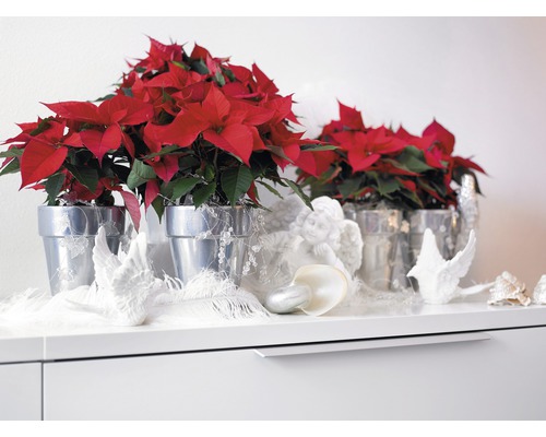 Poinsettia FloraSelf Euphorbia pulcherima H 30-35 cm Ø 12 cm pot rood