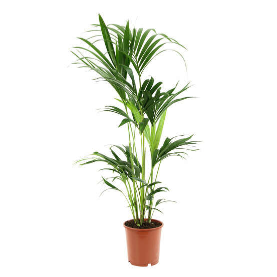 Kentia : H.100/120 cm D24cm