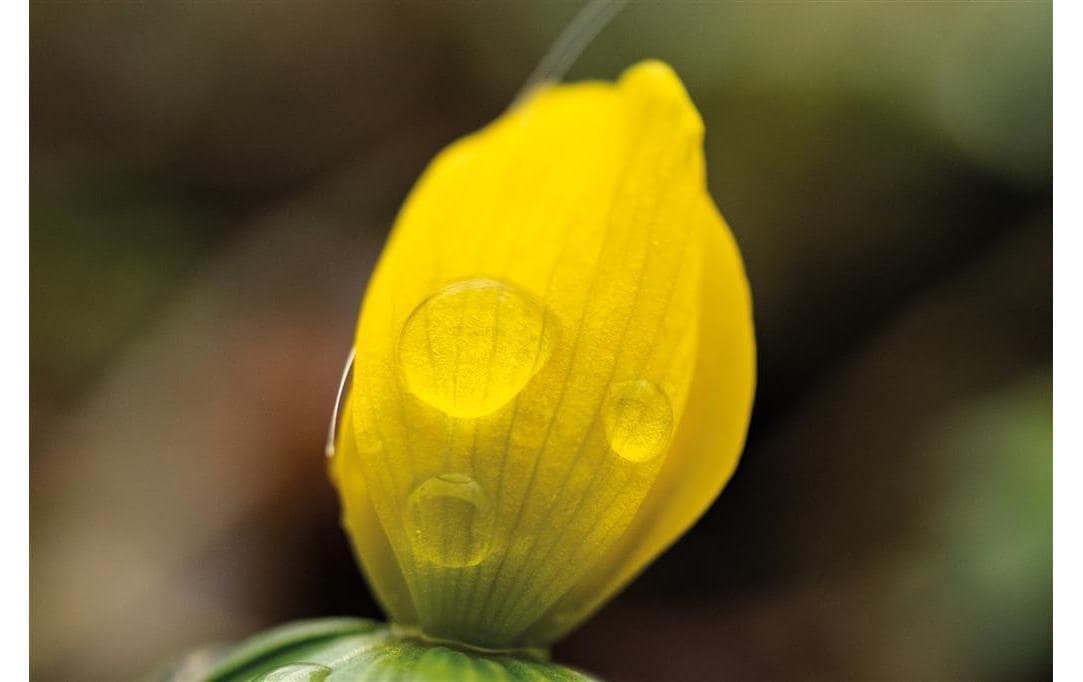 Festbrennweite Makro 60mm F/2.8 – Nikon F<br>Manuelles Makro-Objektiv