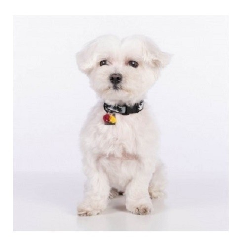 Coleira de cachorro da sorte Groc Groc Cinza
