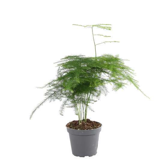 Plantes vertes : D6cm, variétés variables.