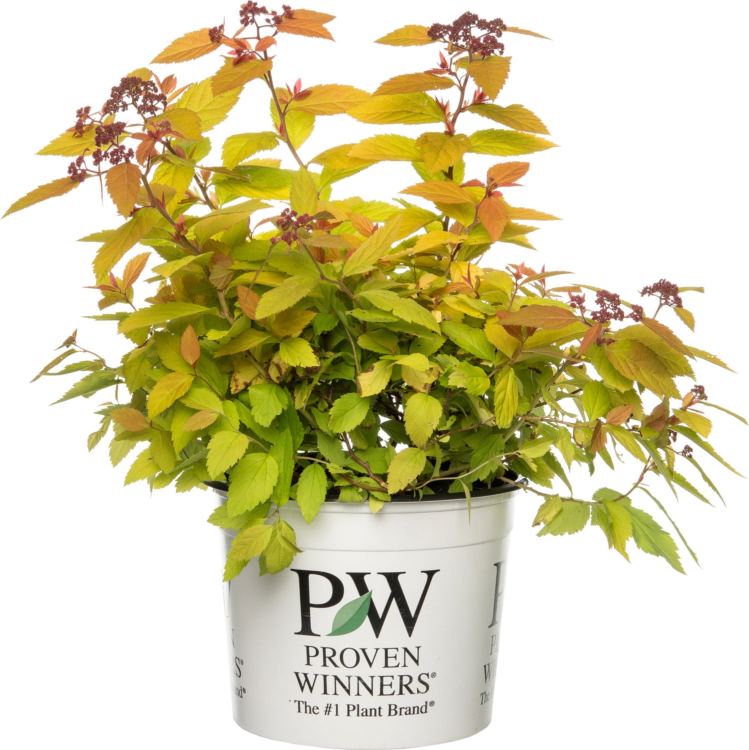 Spierstruik (Spiraea 'Big Bang') D 19 H 25 cm