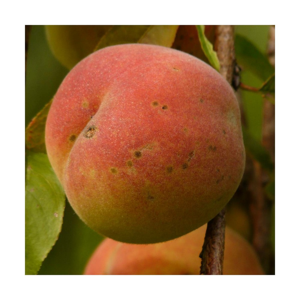 Pêcher persica fuzalode/prunus persica fuzalode[-]pot de 10l - gobelet 2 ans