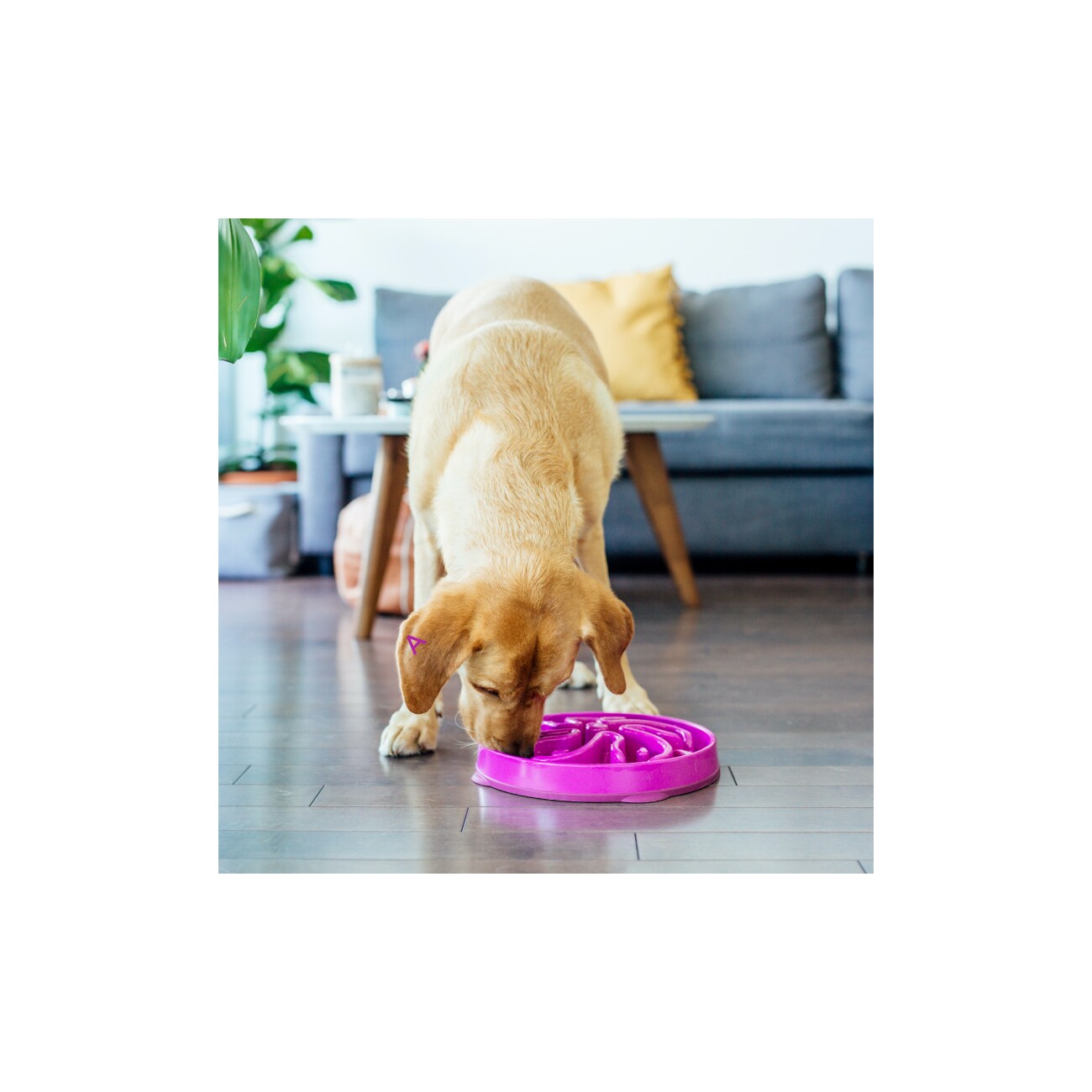 Outward Hound Fun Feeder Slo Bowl