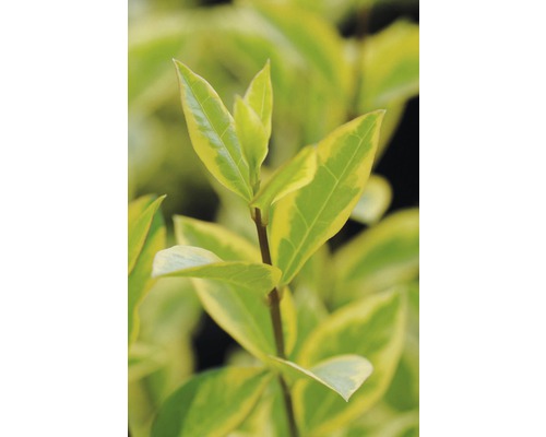 Liguster FloraSelf Ligustrum ovalifolium 'Aureum' H 60-80 cm Co 10 L bossig en compact