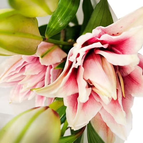 bluums. Lilien rosa