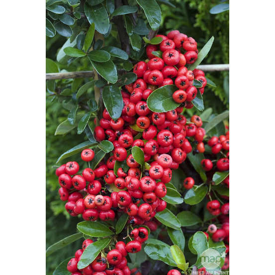 Pyracantha coccinea Saphyr Rouge® 'Cadrou' c.o.v. : H100/125cm ctr 7L