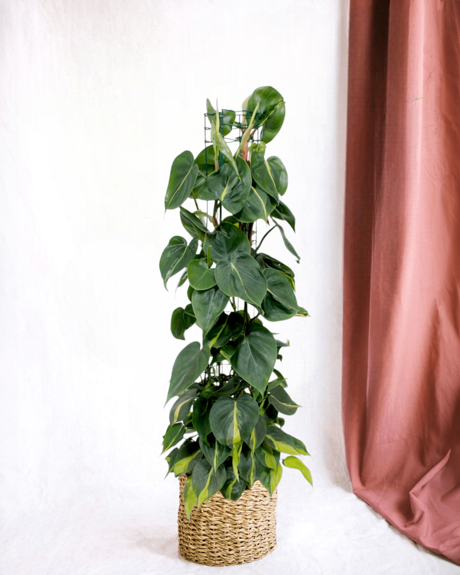 Plante d'intérieur - philodendron scandens brasil - h120cm 120cm