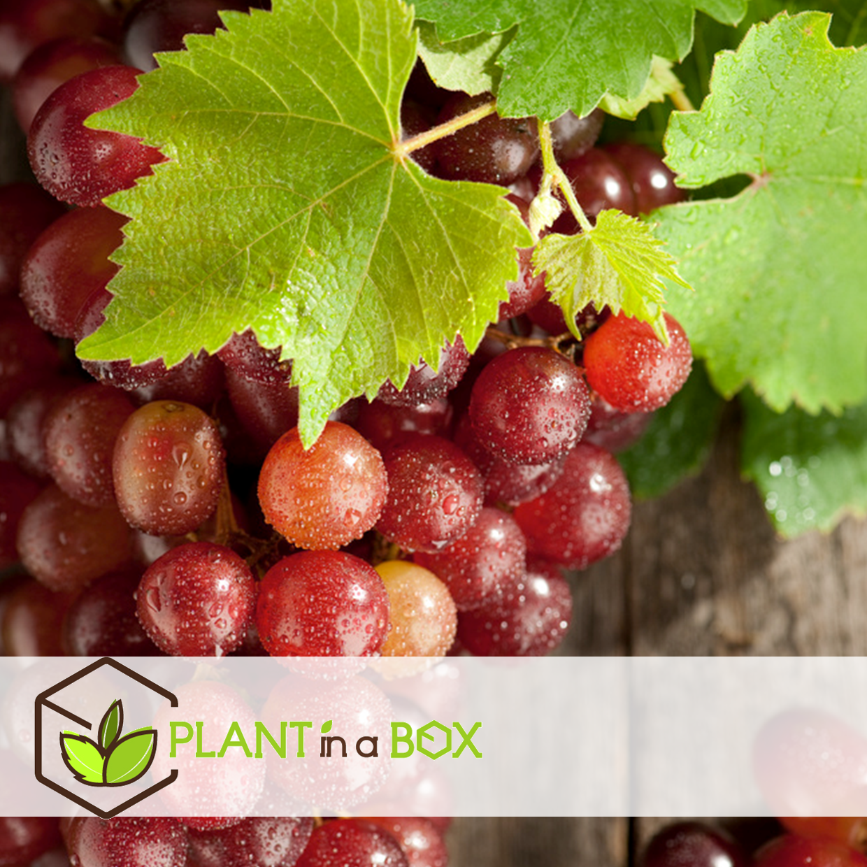 Plants de raisin - set de 3 - vitis vinifera - rouge - pot 9cm - hauteur 25-40cm