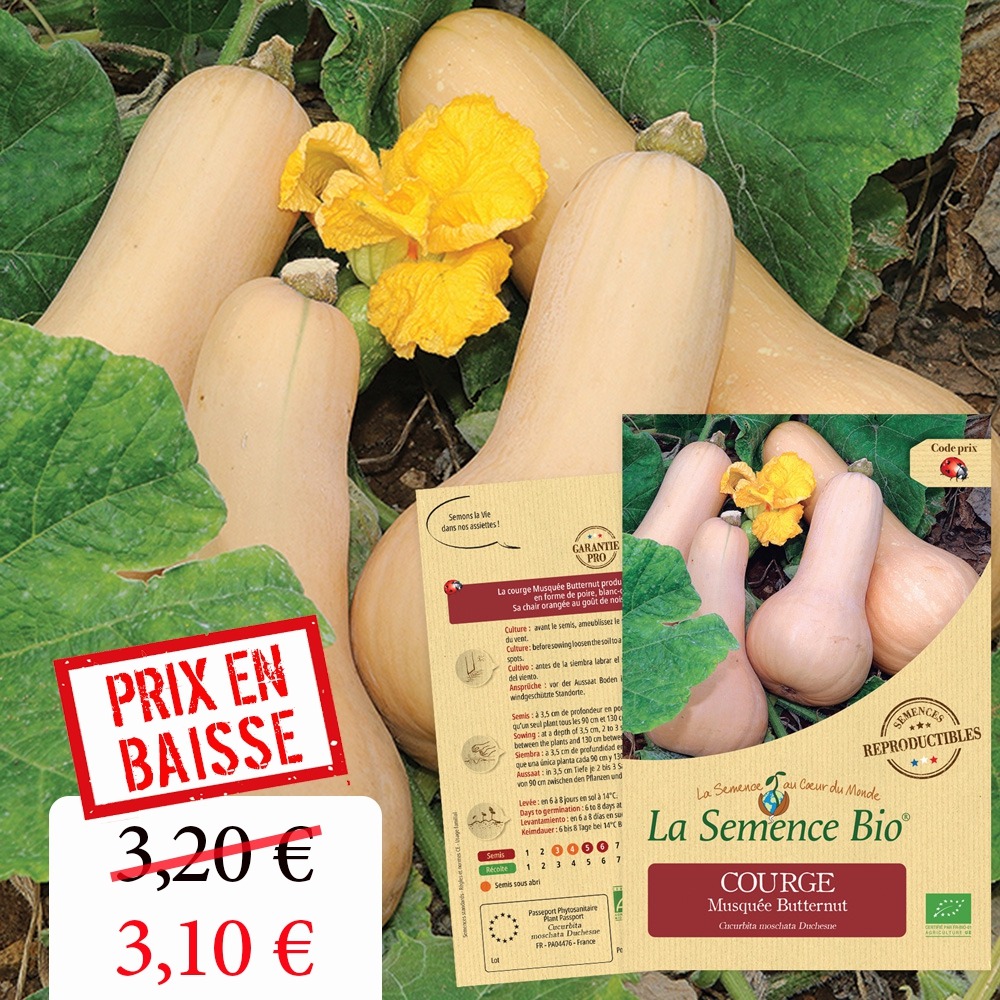 Courge musquée butternut bio
