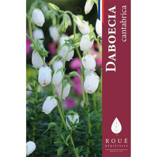 Daboecia cantabrica 'Alberta White' : ctr de 2 litres