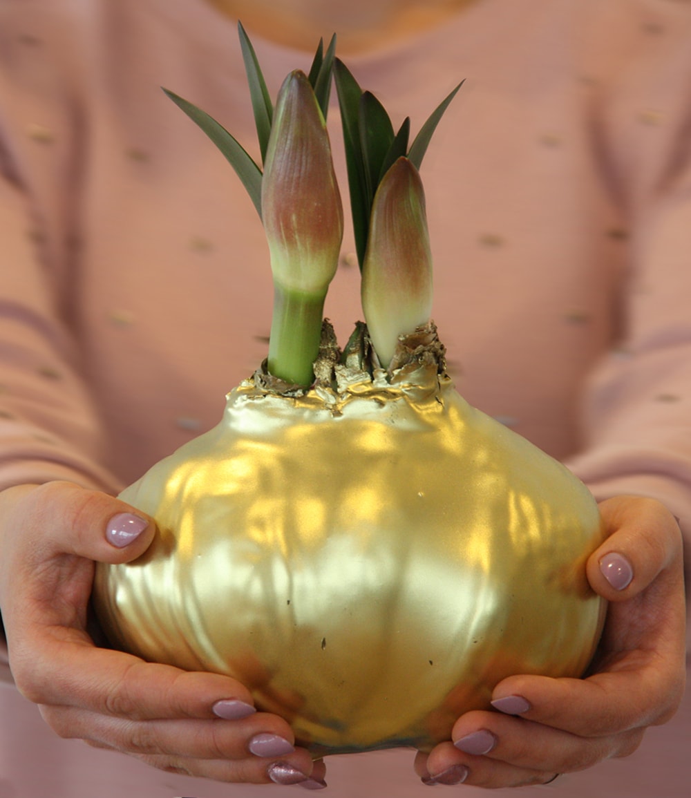 MEGA XXL Wachs-Amaryllis Gold, rote Blüte