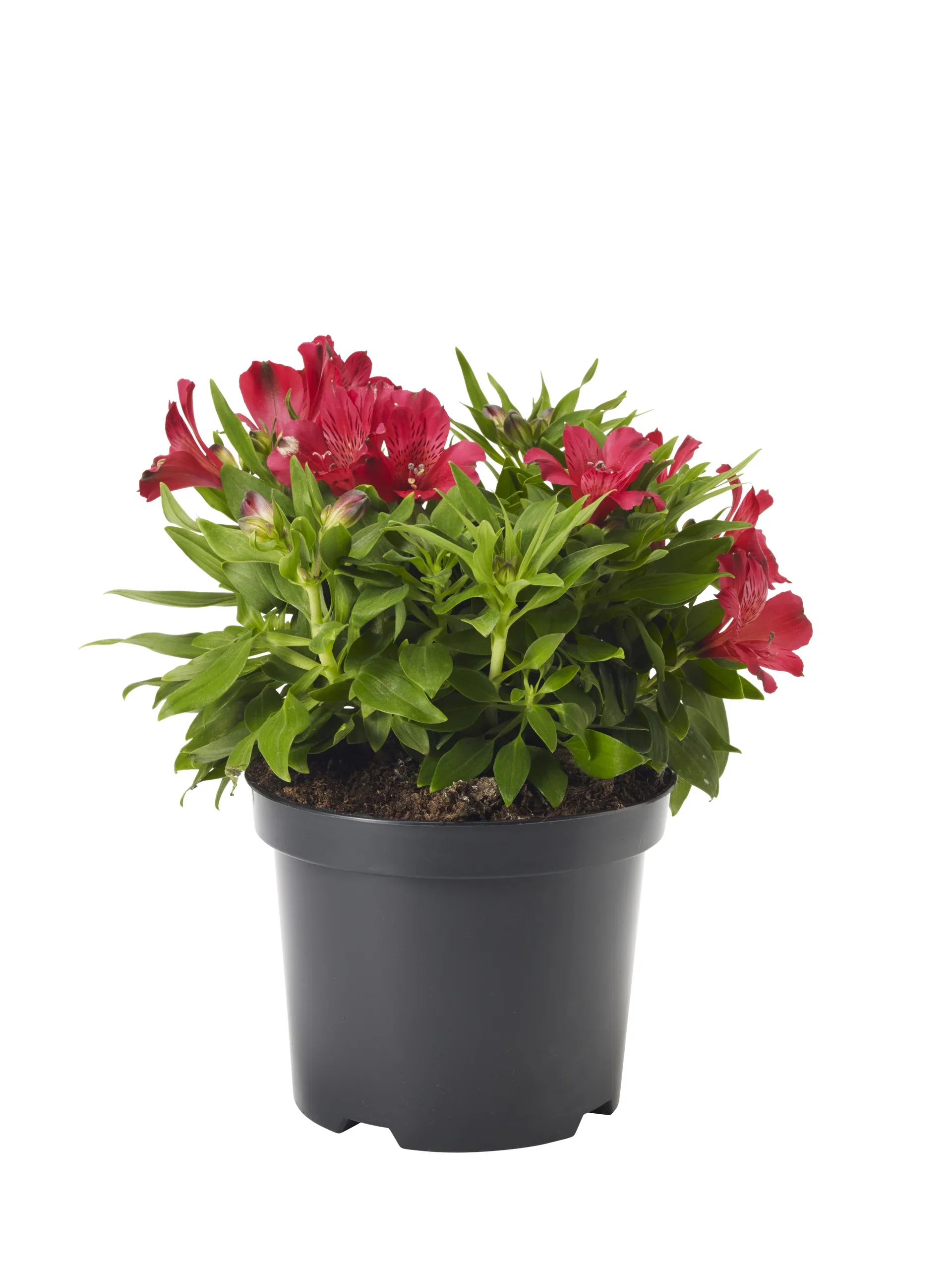 Alstroemeria I. Colorita 19 cm Alstroemeria Ø19 cm