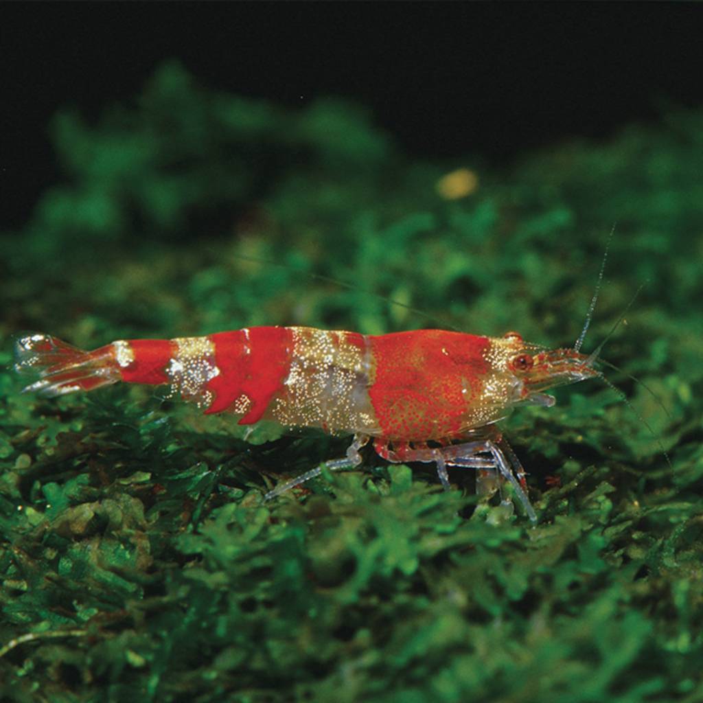 JBL Biotopol C 100ml