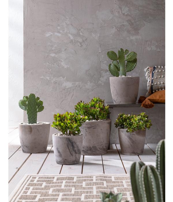 Feigenkaktus - Opuntia consolea
