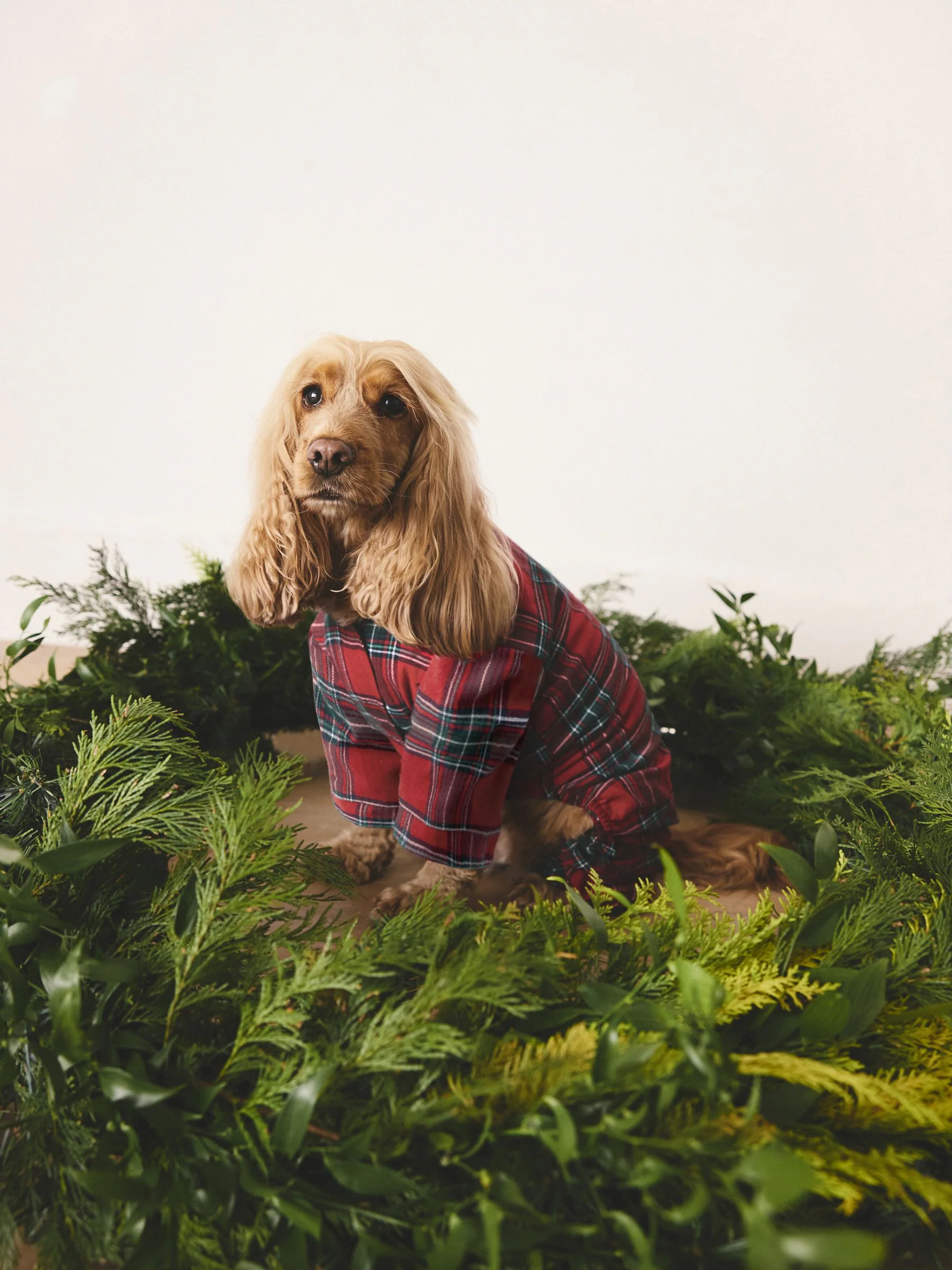 Red Tartan Matching Family Christmas Pet Pyjamas