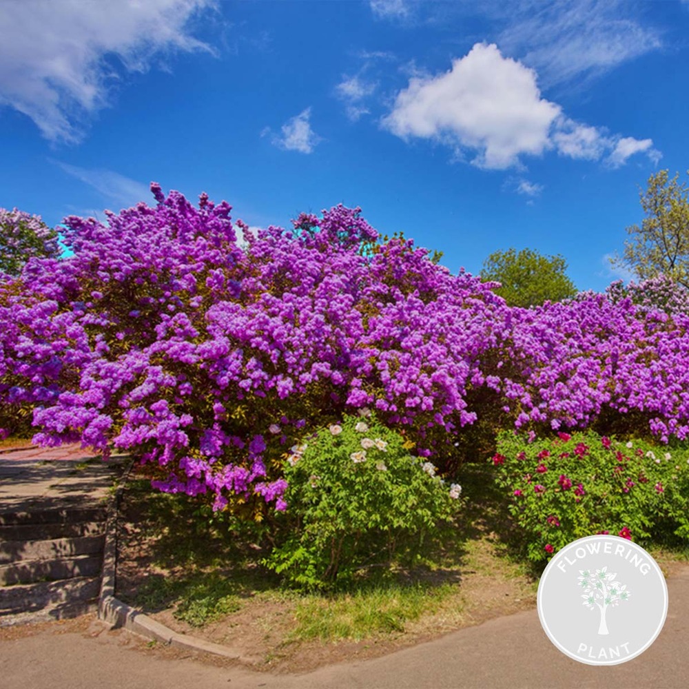 Syringa 'bloomerang dark purple' - lilas - arbuste - rustique – ⌀13 cm - ↕15-20 cm