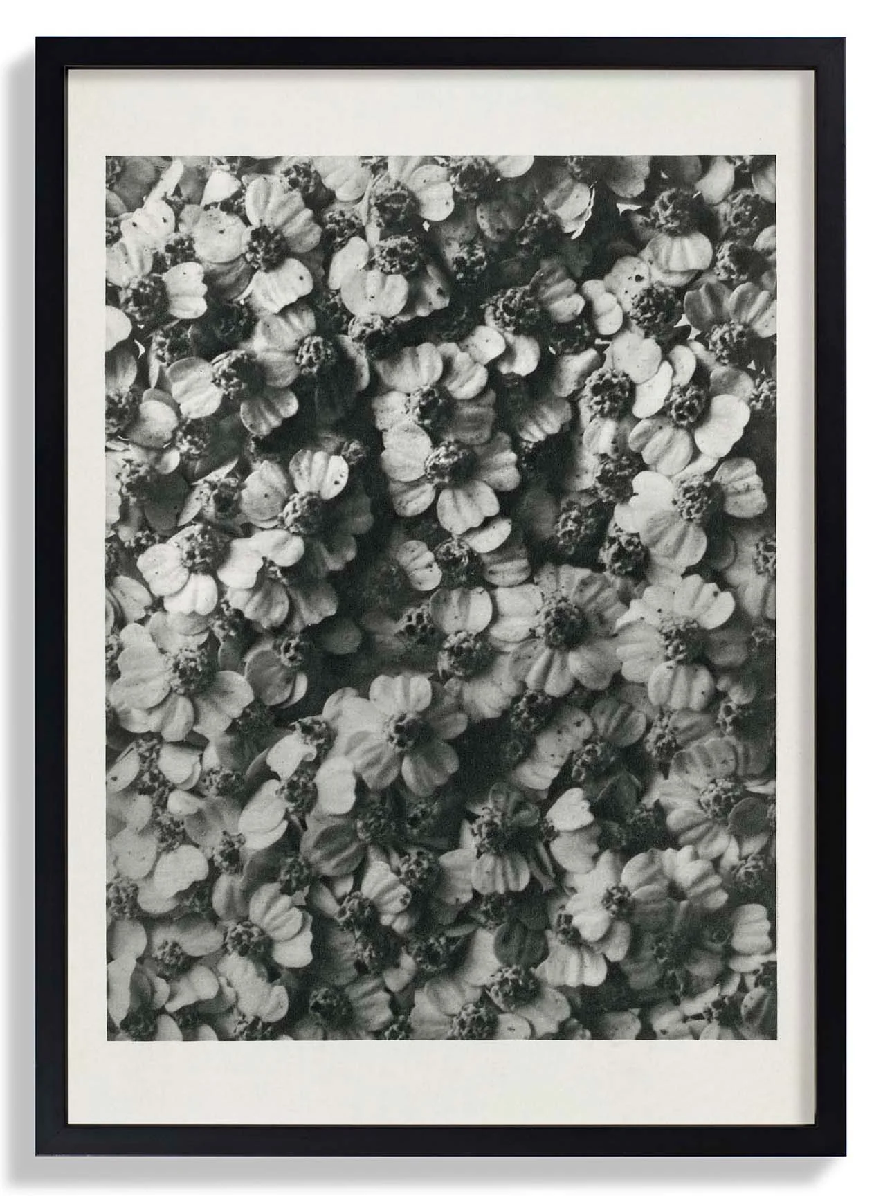 Karl Blossfeldt Photogravüre Nr 68