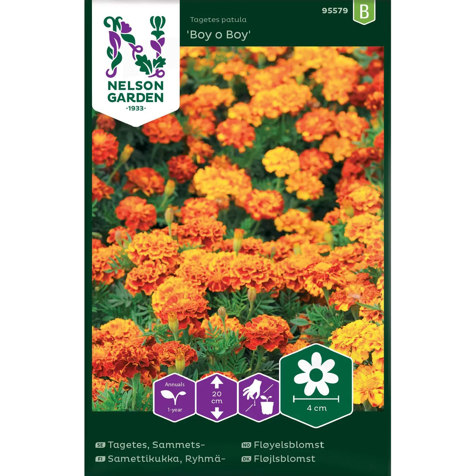 Tagetes patula 'Boy o Boy', Fløyelsblomst 'Boy o Boy'
