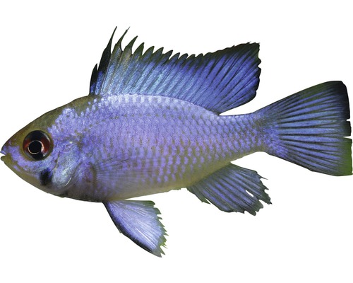 Electric Blue Butterfly Bass - Mikrogeophagus ramirezi