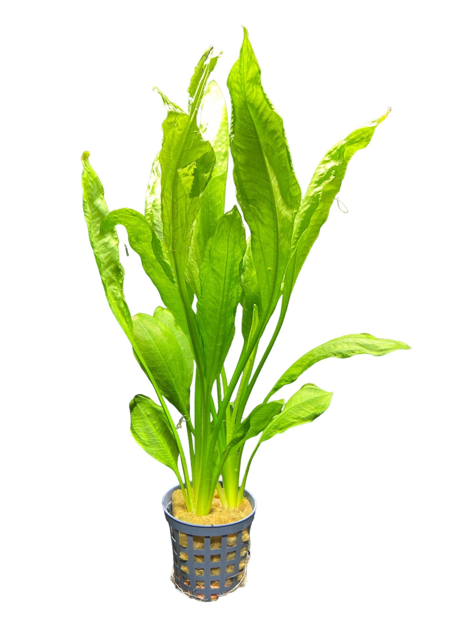Waterplant Echinodorus Bleheri 5 cm pot