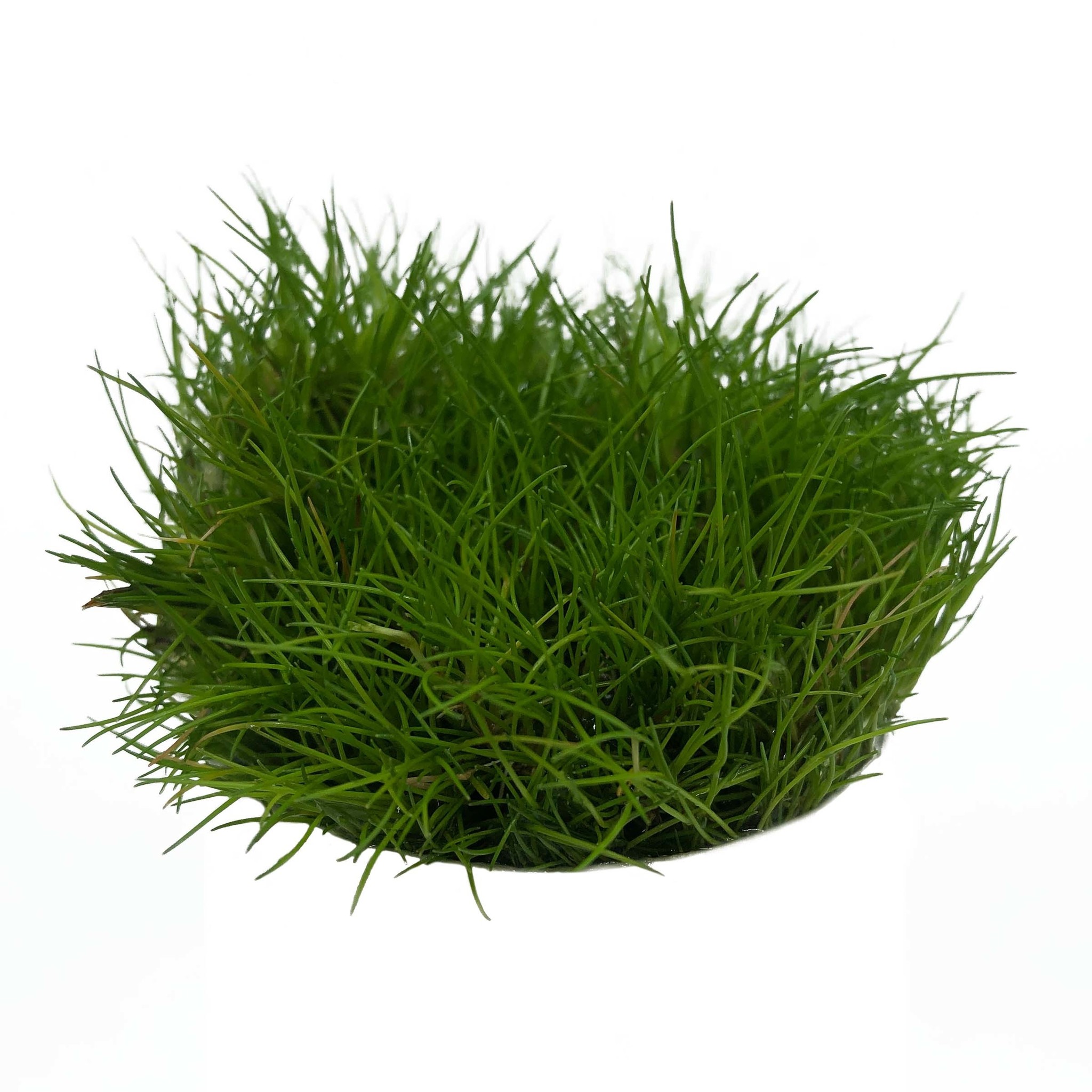 Waterplant Eleocharis parvula in-vitro | Tropisch aquarium