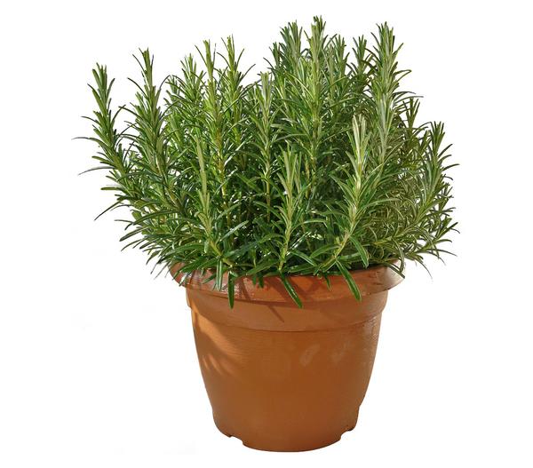 Dehner Gourmet Garten Rosmarin