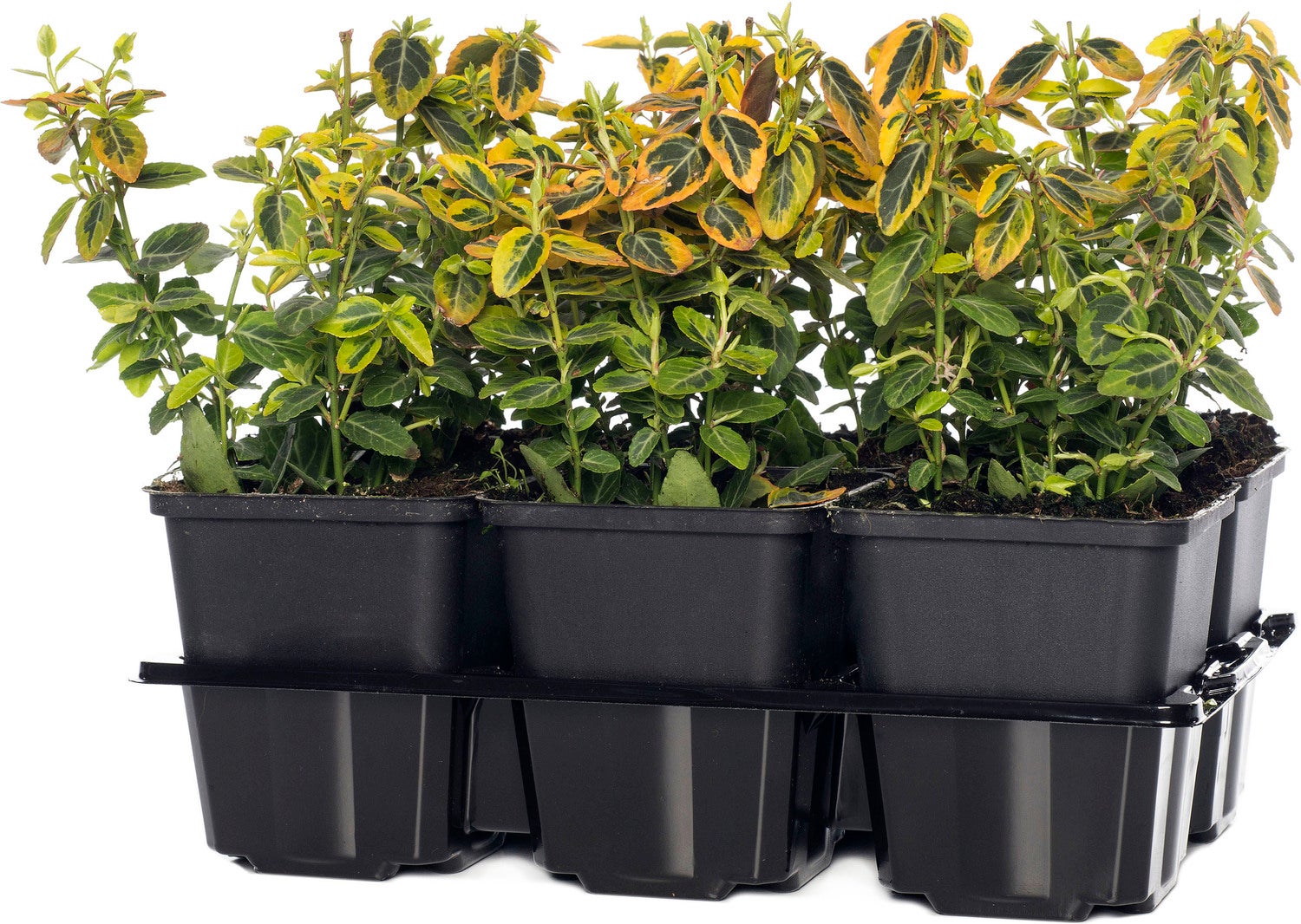 Kardinaalsmuts (Euonymus fortunei 'Emerald 'N Gold') D 9 H 15 cm
