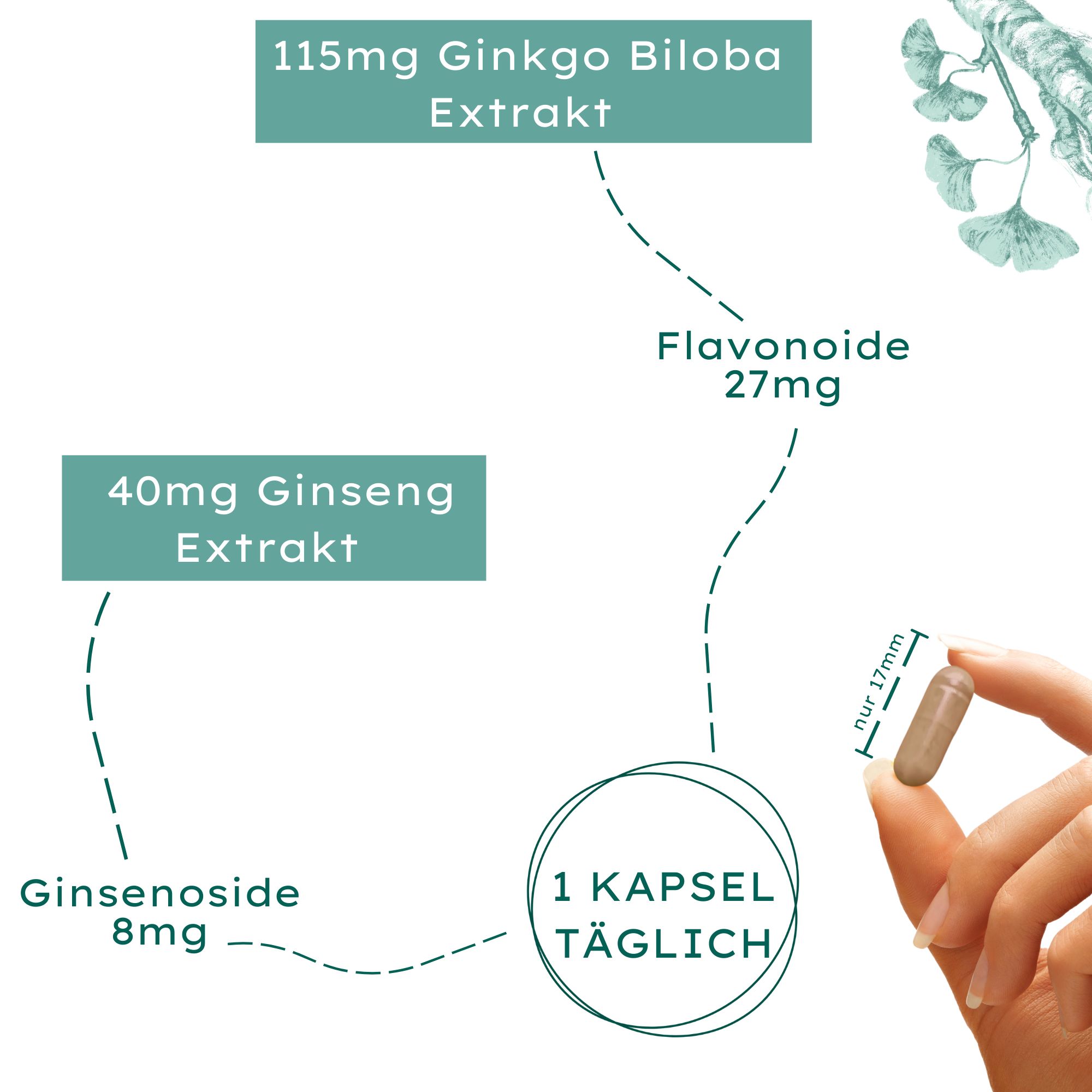 Nature Basics Ginkgo