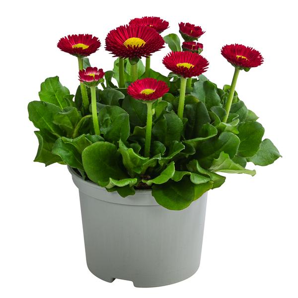 Gänseblümchen, verschiedene Farben