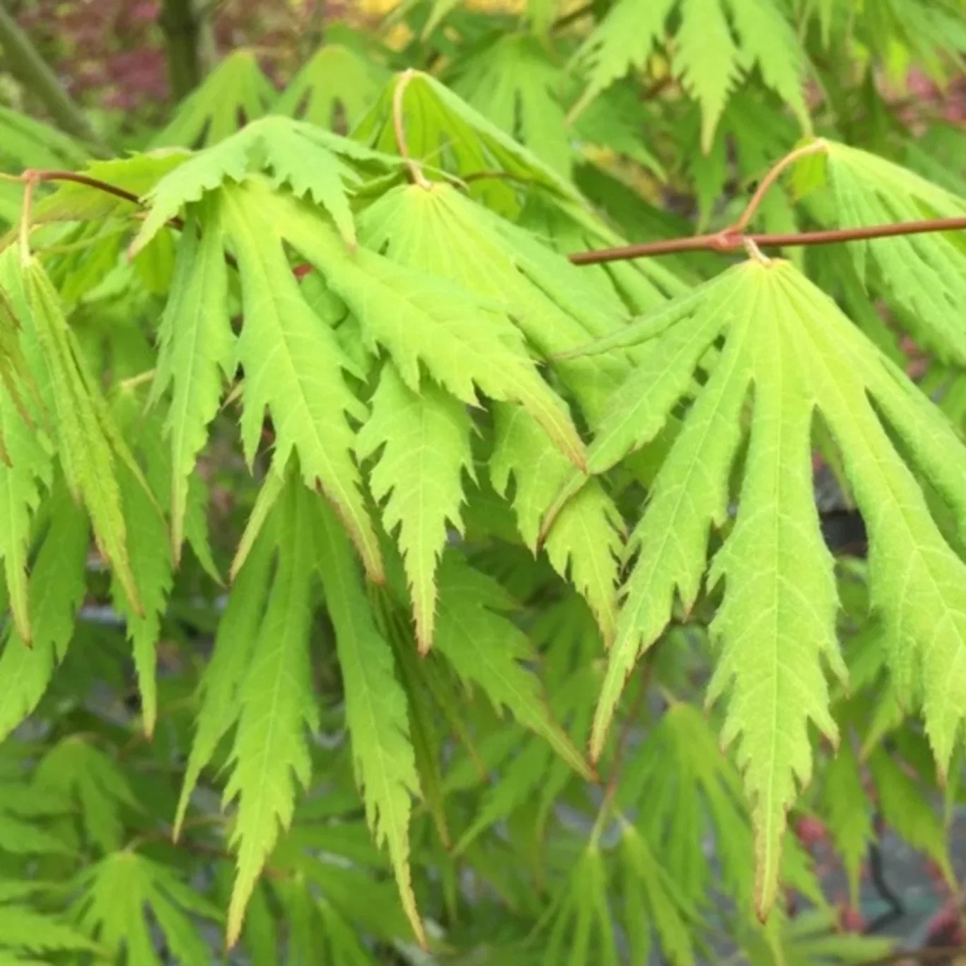 Acer pseudosieboldianum 'Arctic Jade' ® Korealønn 'Arctic Jade' ® XXL Høyde 100-125 cm
